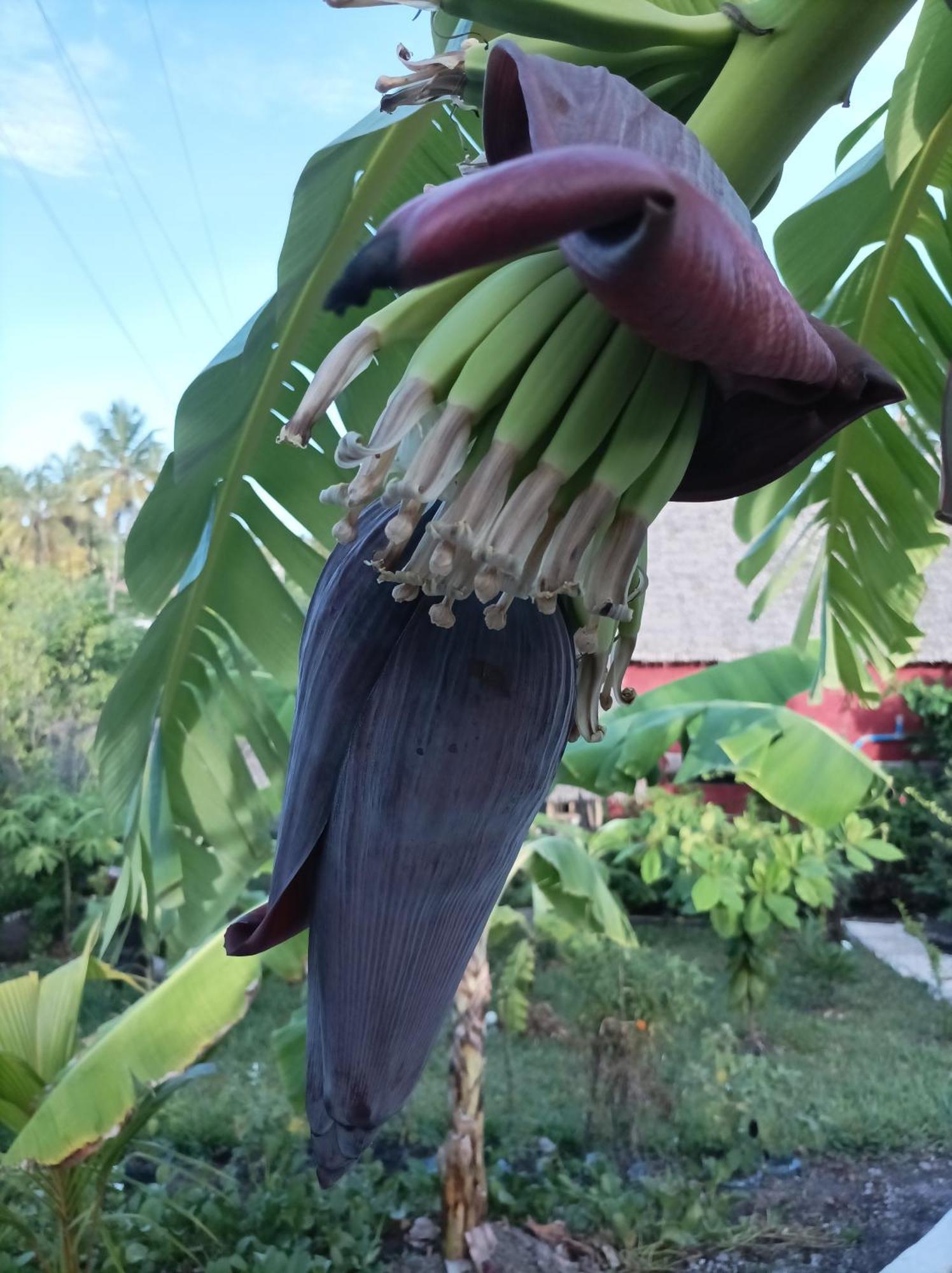 مبيت وإفطار بويجو Mamarasta المظهر الخارجي الصورة